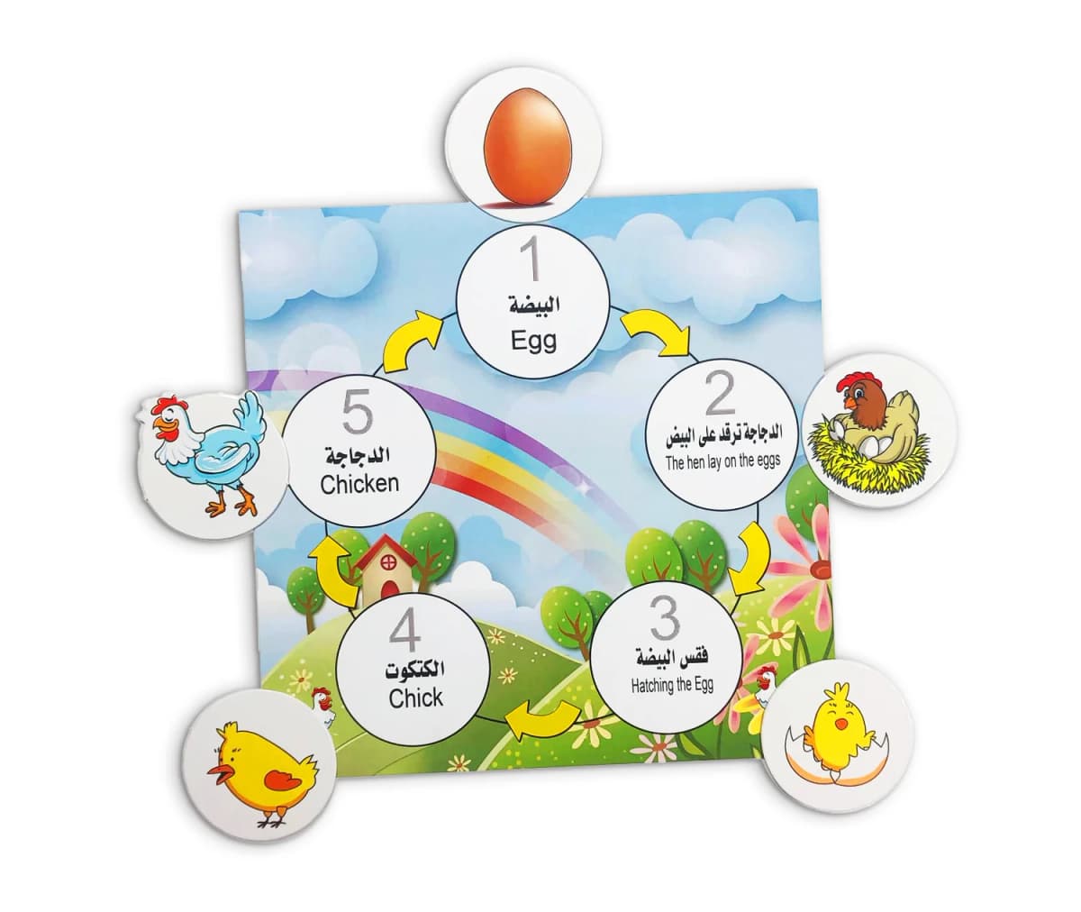 دورة الحياة - صورة 3