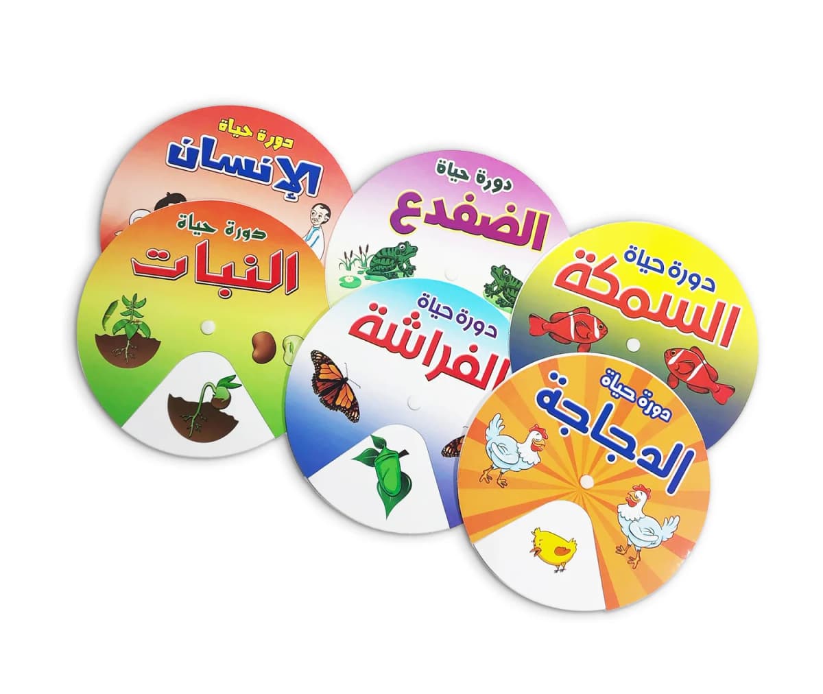 دورة الحياة - صورة 4